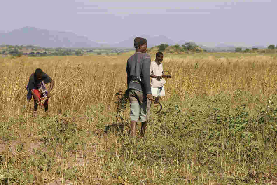 Workers harvest sesame, an oilseed crop, on the large farm that Quifel Natural Resources has set up in northern Mozambique.