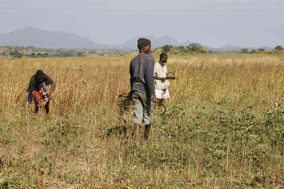 Workers harvest sesame, an oilseed crop, on the large farm that Quifel Natural Resources has set up in northern Mozambique.
