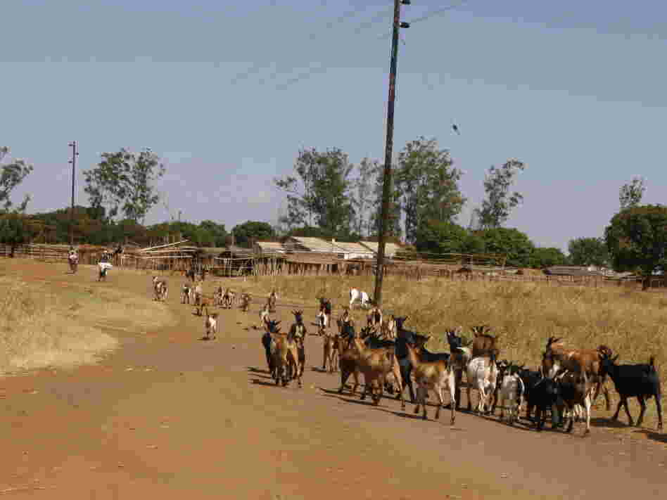 A herd of goats in the village of Ruasse. Notice the power lines — Ruasse is lucky to have them. Many villages in northern Mozambique don't have access to electricity.