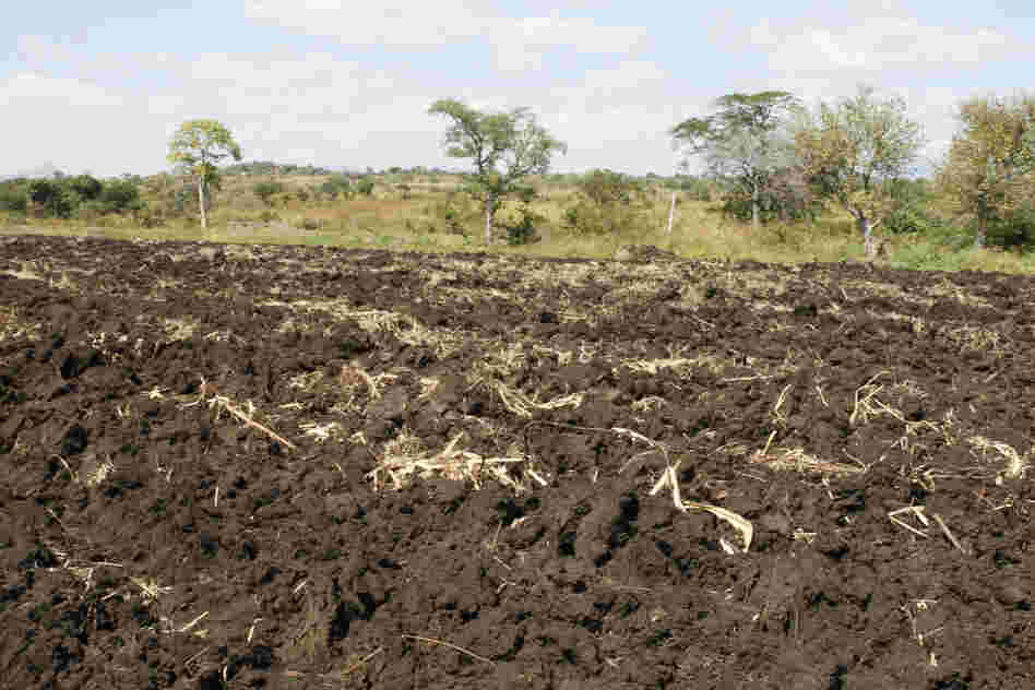 Villagers in Ruasse used this land to grow corn, sugar cane and cassava. A month or two ago, tractors from the Quifel Natural Resources farm plowed it up. The villagers say that they never received any payment for the crops that they lost.