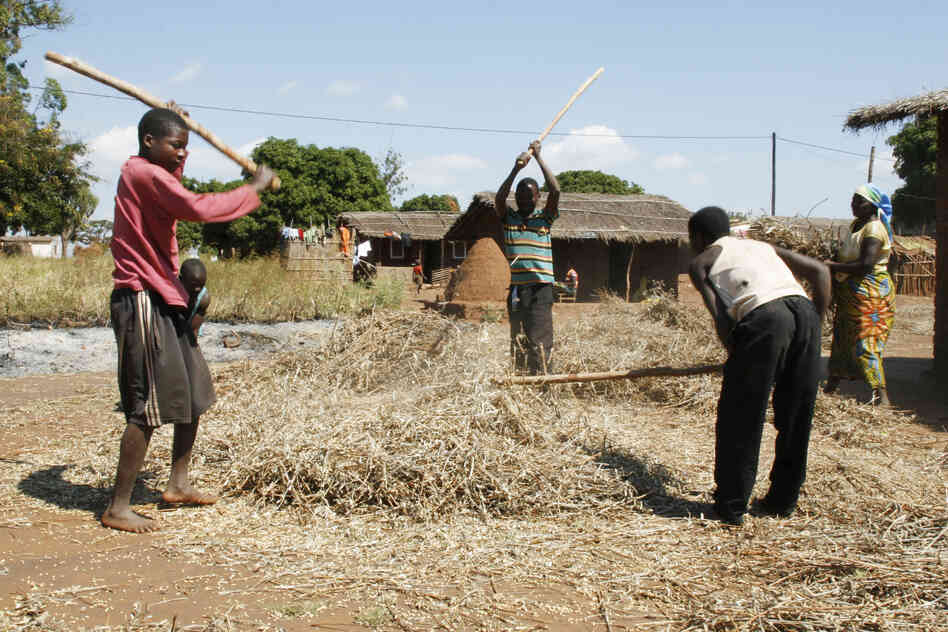Young boys thresh soybeans by hand in Ruasse.