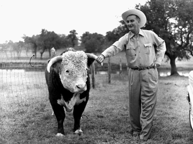 Lyndon Johnson looks over his prize Hereford bull on his ranch in Texas in 1960.