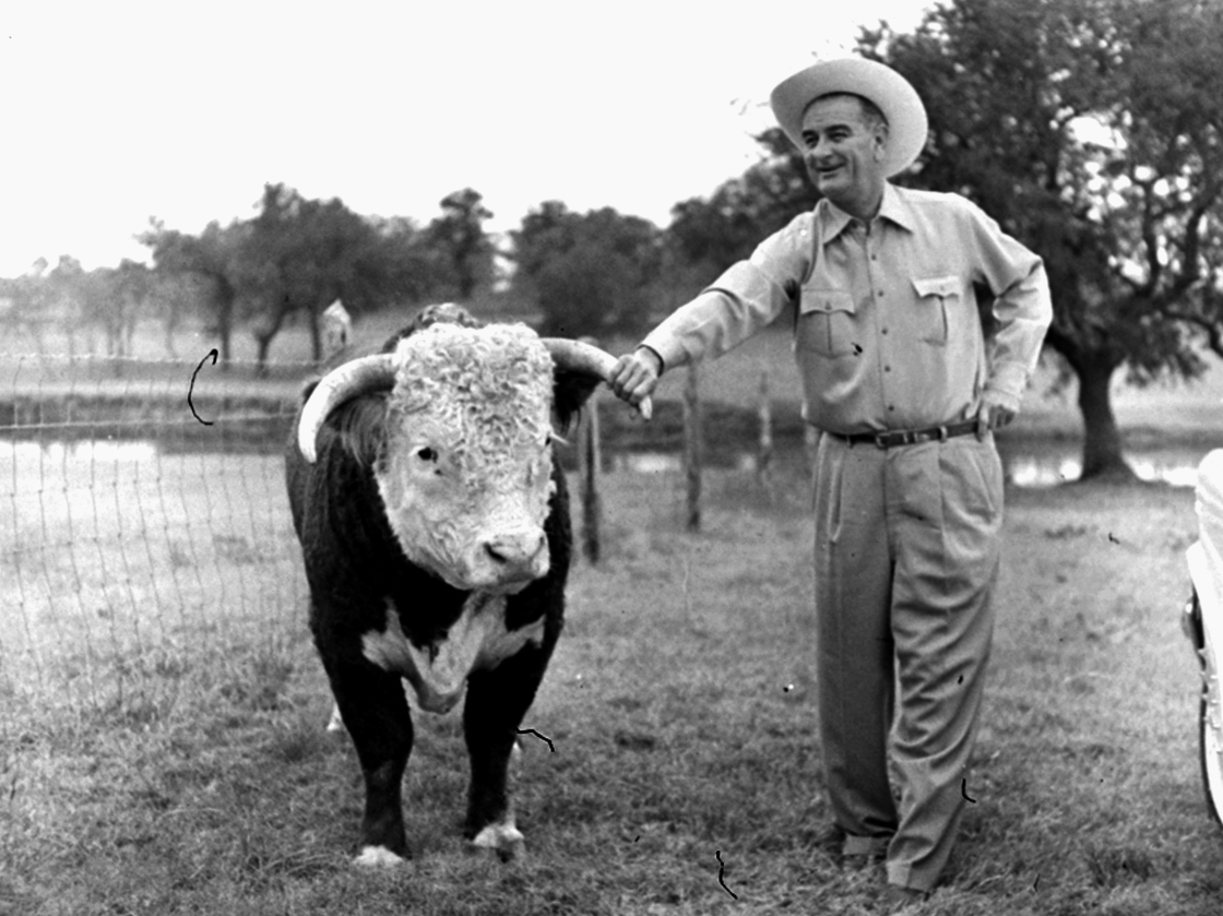 Lyndon Johnson looks over his prize Hereford bull on his ranch in Texas in 1960.