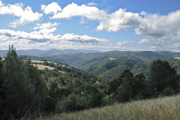 Coe Park is California's second-largest state park, spanning more than 87,000 acres.