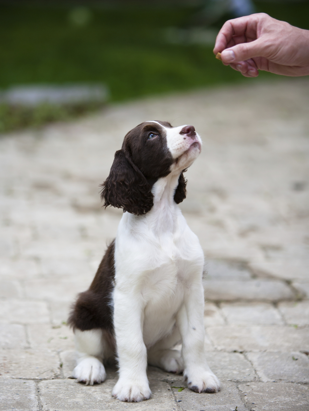Dogs are cute, but they can give Salmonella to their owners.