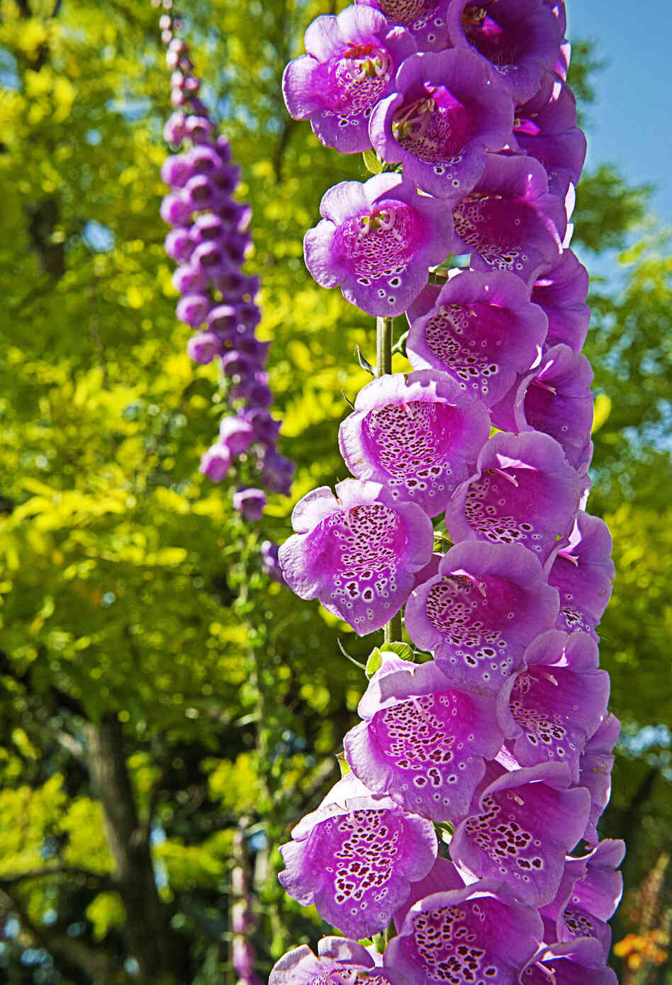 Naturally grown in woodland shadows, Excelsior Hybrids foxglove stand on display close to the garden's entrance.