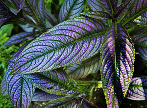A closeup of one of the many plant varieties featured throughout the gardens.