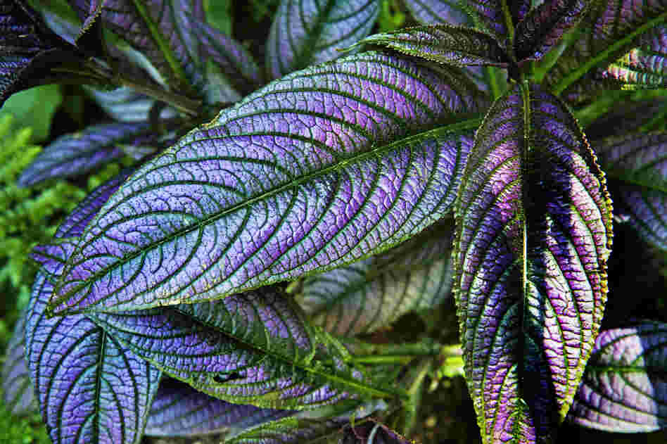 A closeup of one of the many plant varieties featured throughout the gardens.