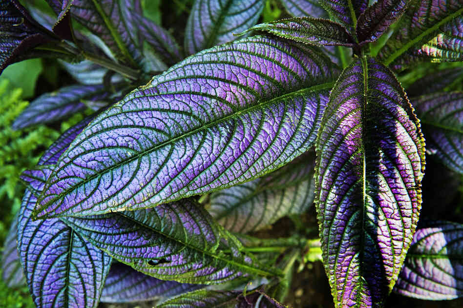 A closeup of one of the many plant varieties featured throughout the gardens.