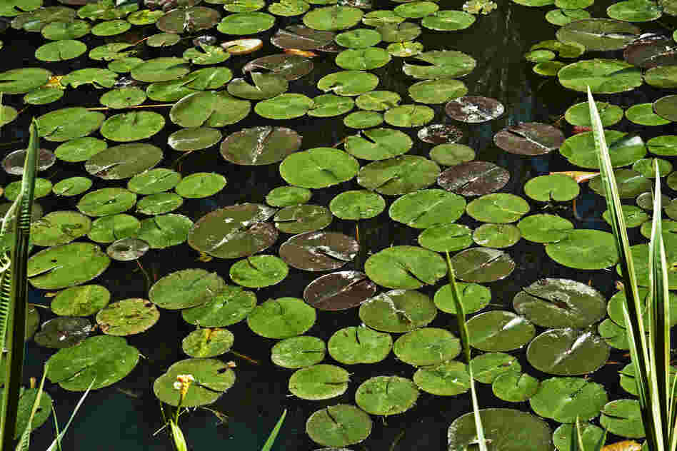 Pond lilies float in one of the cascading bodies of water in the Pond Garden.