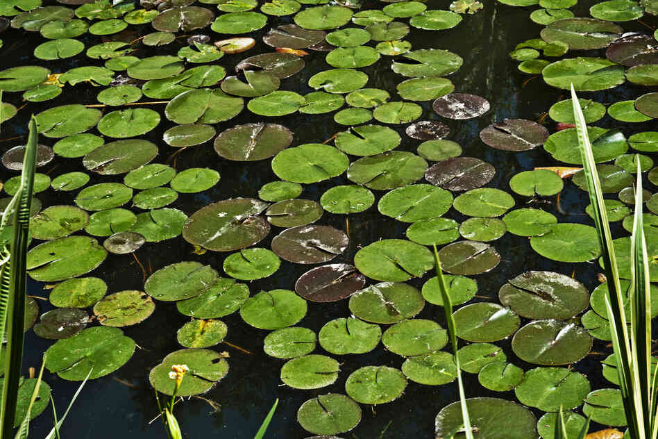 Pond lilies float in one of the cascading bodies of water in the Pond Garden.