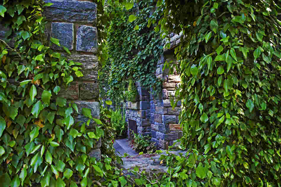 Shrubbery lines the roofless stone walls of the Ruin.