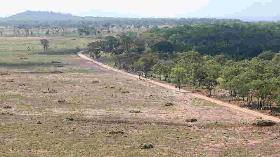 Rei do Agro cleared trees from this land over the past 18 months. It previously looked like the land on the right. Rei do Agro cleared trees from this land over the past 18 months. It previously looked like the land on the right.