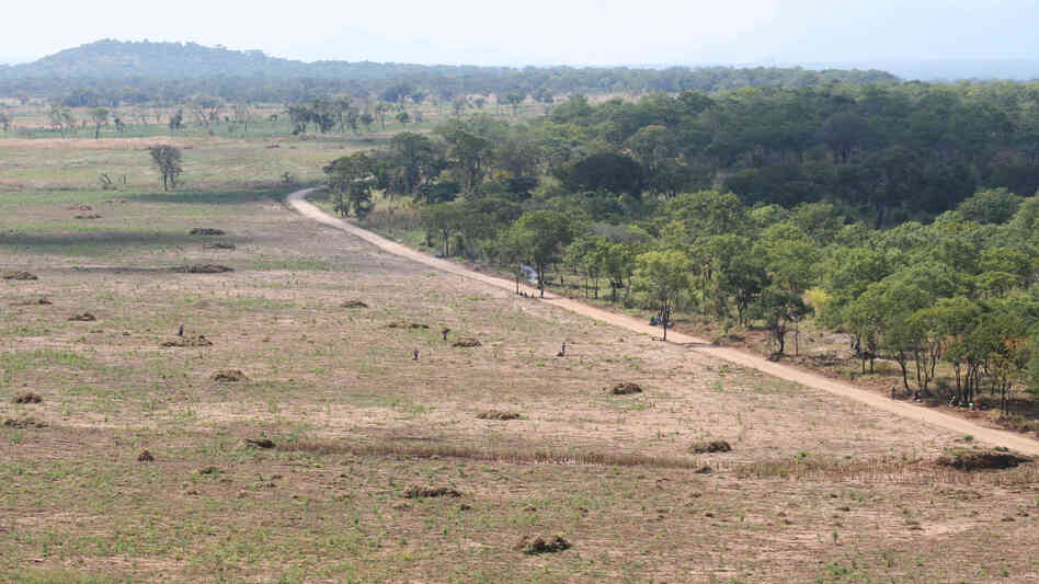 Rei do Agro cleared trees from this land over the past 18 months. It previously looked like the land on the right. Rei do Agro cleared trees from this land over the past 18 months. It previously looked like the land on the right.