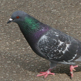 Would you eat this guy?