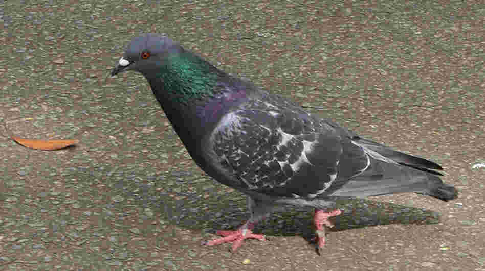 Would you eat this guy?