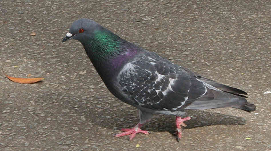 Would you eat this guy?