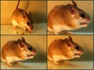 Spiny mice eat the fruit of the mignonette bush but spit out the seeds Spiny mice eat the fruit of the mignonette bush but spit out the seeds