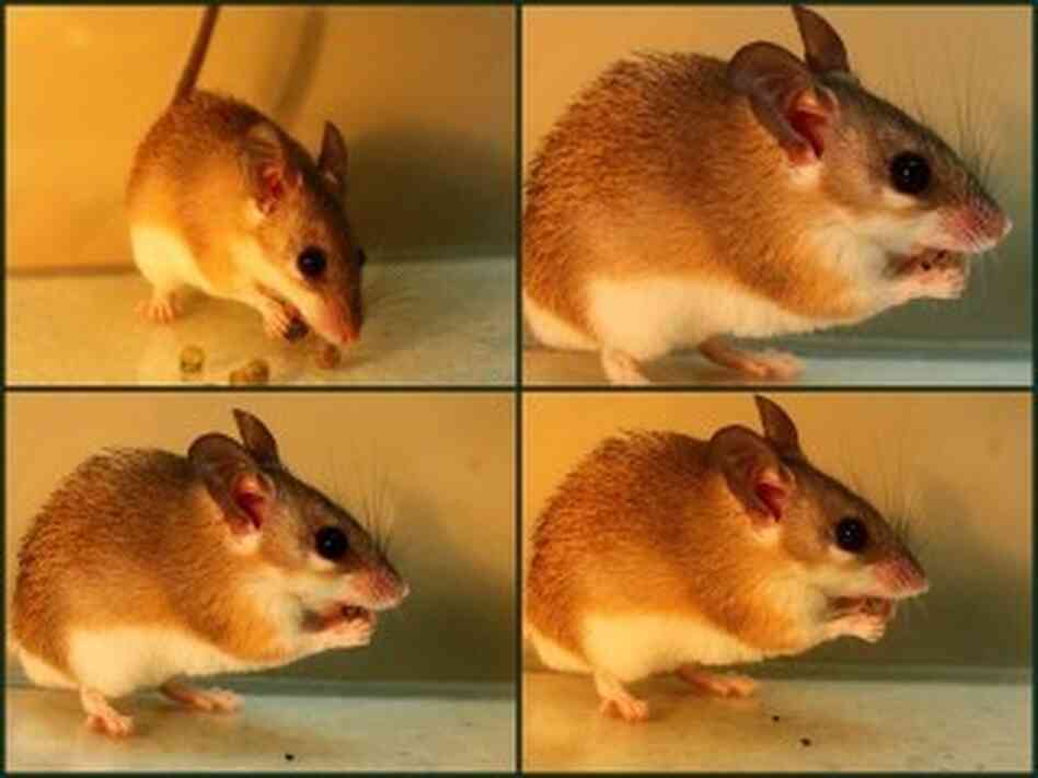 Spiny mice eat the fruit of the mignonette bush but spit out the seeds Spiny mice eat the fruit of the mignonette bush but spit out the seeds