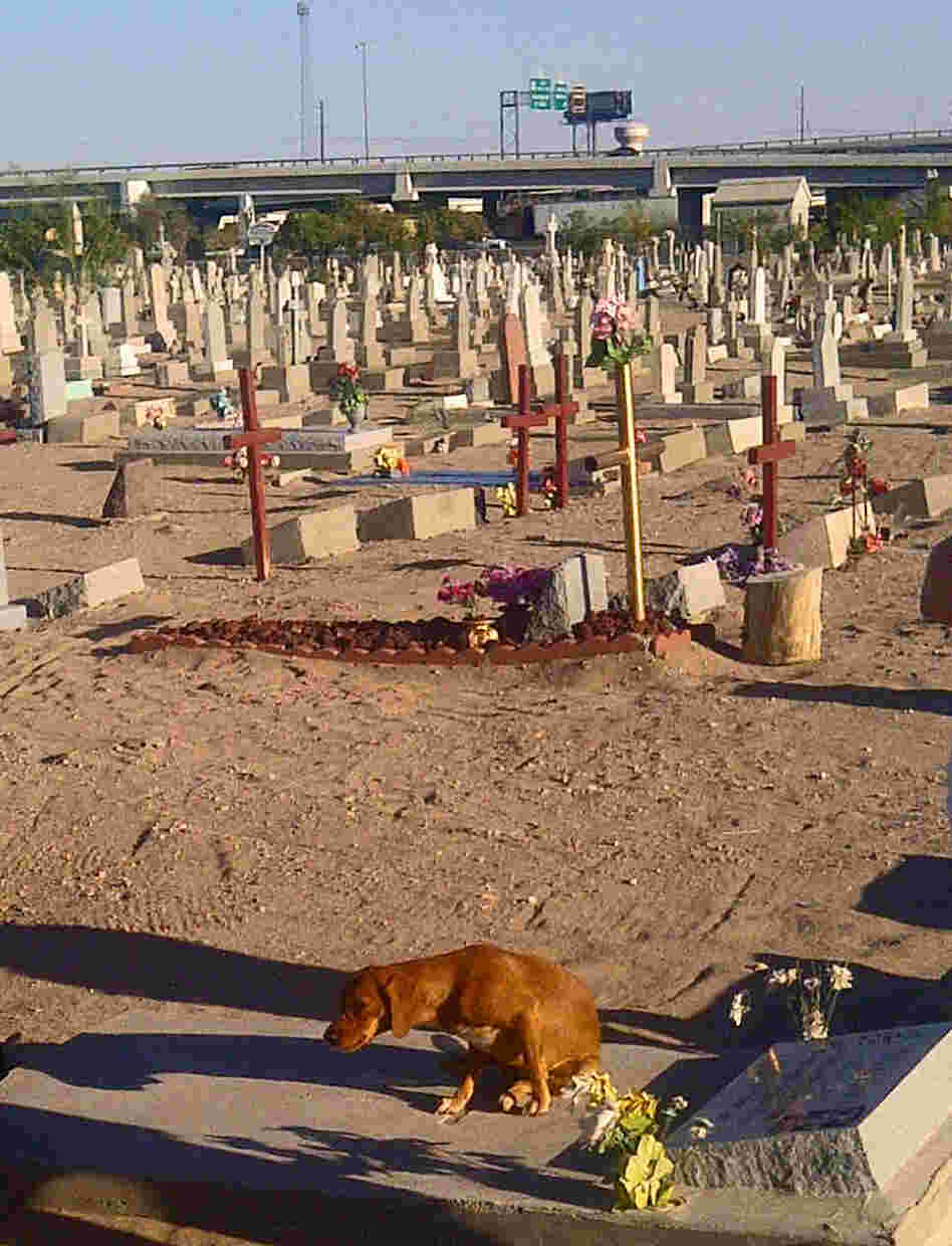 During a recent tour, the cemetery's visitors included a dog, who sought a cool place to rest.