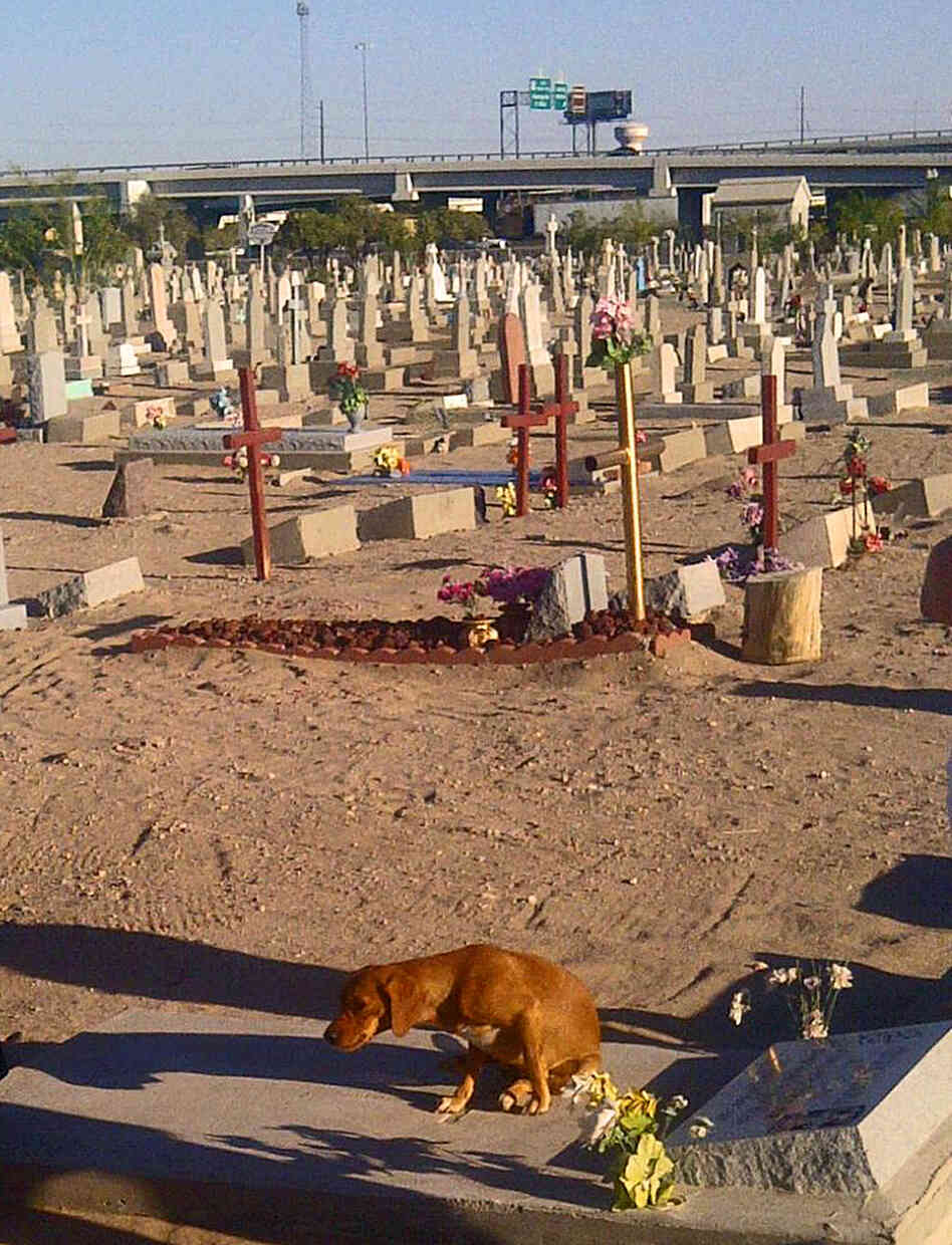 During a recent tour, the cemetery's visitors included a dog, who sought a cool place to rest.