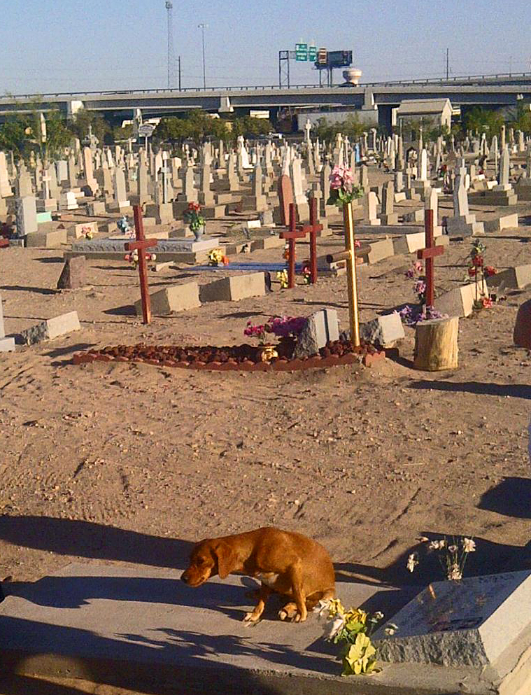 During a recent tour, the cemetery's visitors included a dog, who sought a cool place to rest.