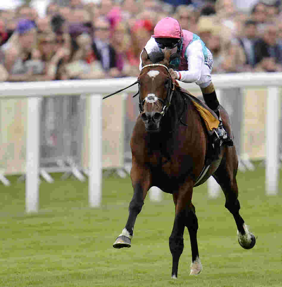 Frankel, with jockey Tom Queally aboard, as he sped away with the win today at Royal Ascot.