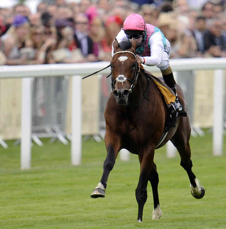 Frankel, with jockey Tom Queally aboard, as he sped away with the win today at Royal Ascot.