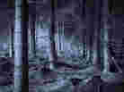 Forest Forest