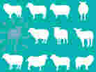 Electrified Sheep book cover Electrified Sheep book cover