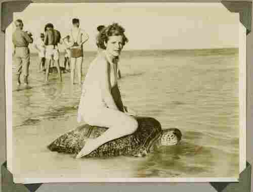 Riding a sea turtle, OK? (Mon Repos beach, Australia, circa 1930) Riding a sea turtle, OK? (Mon Repos beach, Australia, circa 1930)
