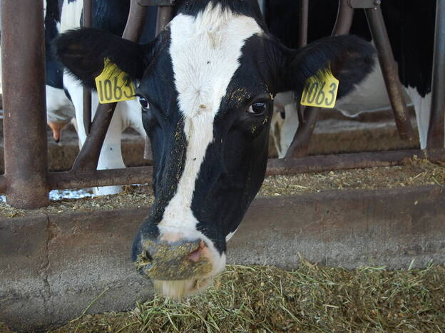 A dairy cow peeks out of its stall at Case van Steyn's dairy in Galt, Calif.