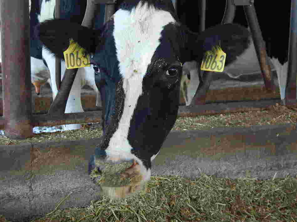 A dairy cow peeks out of its stall at Case van Steyn's dairy in Galt, Calif.