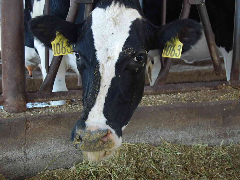 A dairy cow peeks out of its stall at Case van Steyn's dairy in Galt, Calif.