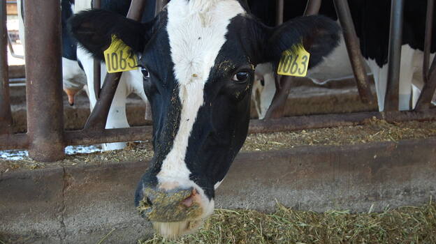 A dairy cow peeks out of its stall at Case van Steyn's dairy in Galt, Calif. (NPR)