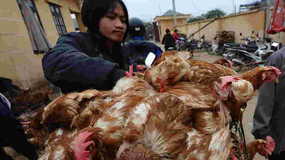 Vietnam has contained the fatal bird flu cases that raged in the late 2000s, but it is still struggling with new cases of the virulent disease. Here, a poultry trader loads live chickens onto his motorbike on March 16 at a market outside Hanoi. Vietnam has contained the fatal bird flu cases that raged in the late 2000s, but it is still struggling with new cases of the virulent disease. Here, a poultry trader loads live chickens onto his motorbike on March 16 at a market outside Hanoi.