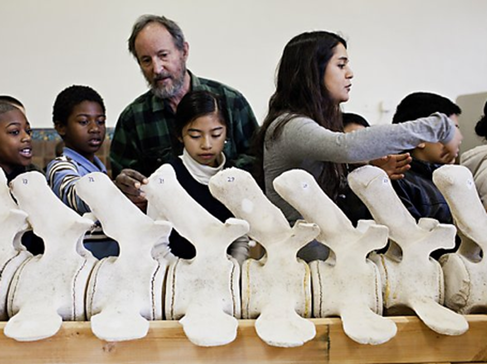 Dan Sudran helps kids from San Francisco's John Muir Elementary reconstruct a 36-foot gray whale with actual whale bones. Dan Sudran helps kids from San Francisco's John Muir Elementary reconstruct a 36-foot gray whale with actual whale bones.