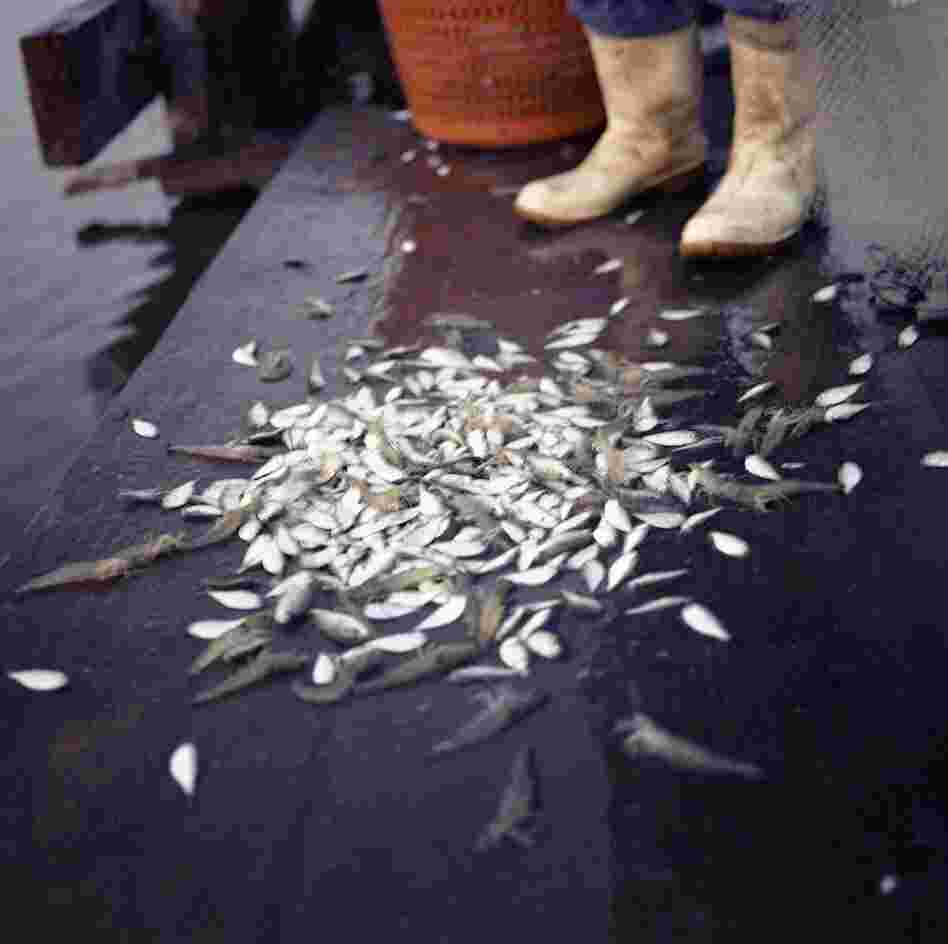 Edison Dardar's Shrimp with Bycatch, Isle de Jean Charles, Louisiana, 2010