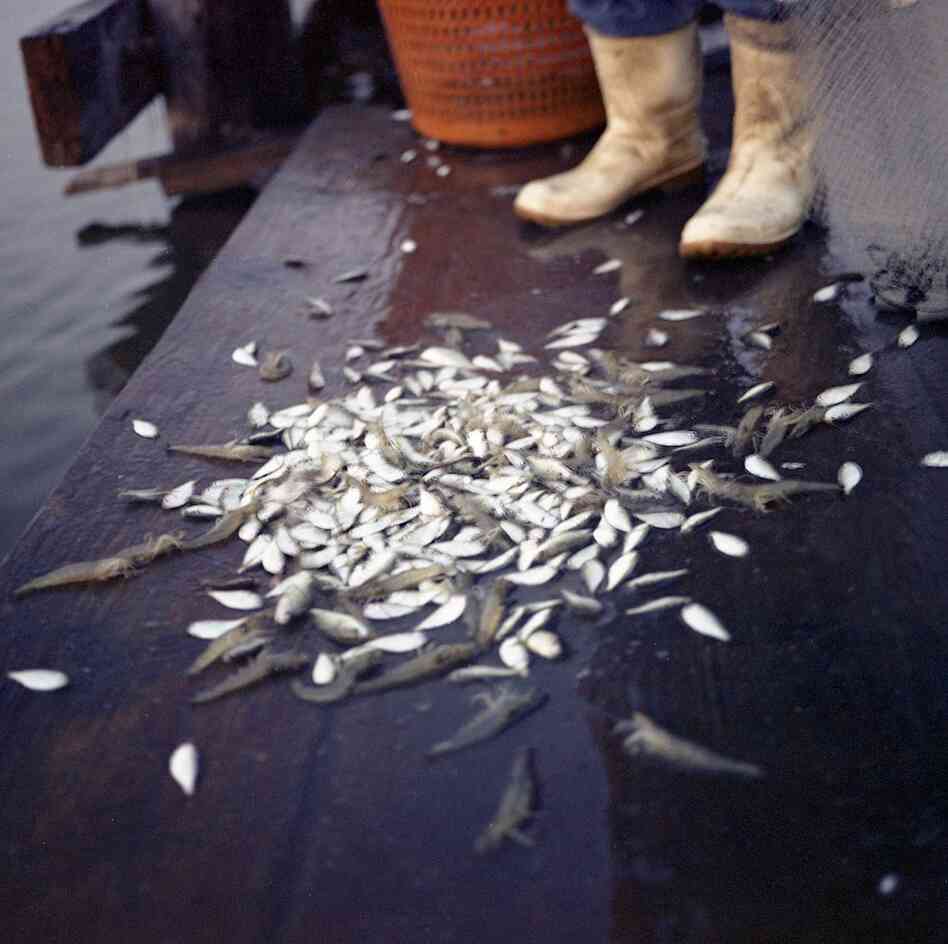 Edison Dardar's Shrimp with Bycatch, Isle de Jean Charles, Louisiana, 2010