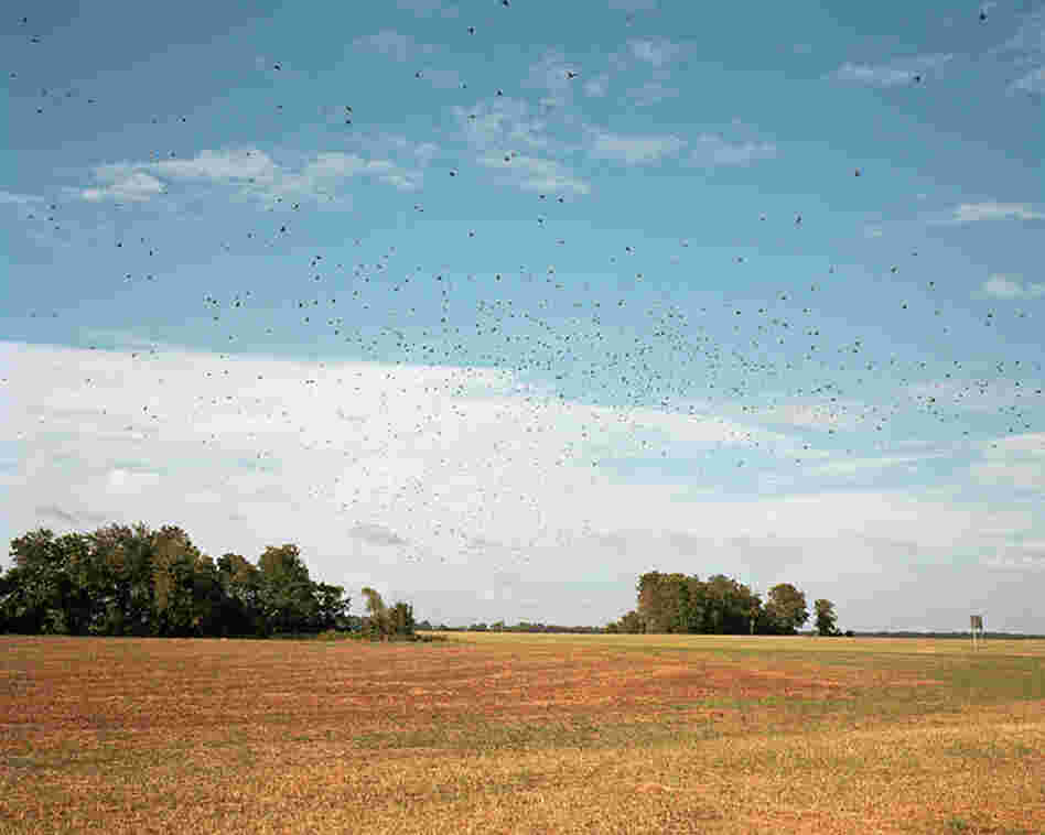 Birds in Flight, 2010
