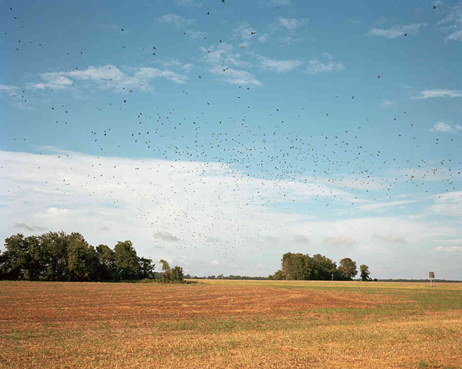 Birds in Flight, 2010
