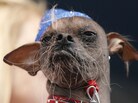 Mugly, a Chinese crested dog from the United Kingdom won the 2012 World's Ugliest Dog contest at the Sonoma-Marin Fair in Petaluma, Calif., on Friday. Mugly, a Chinese crested dog from the United Kingdom won the 2012 World's Ugliest Dog contest at the Sonoma-Marin Fair in Petaluma, Calif., on Friday.