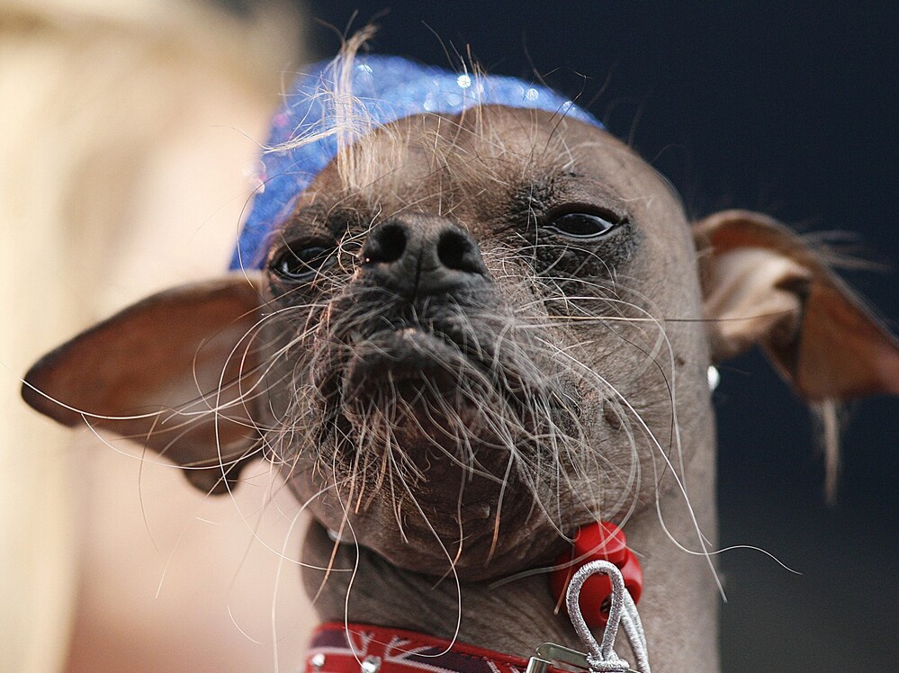 Mugly, a Chinese crested dog from the United Kingdom won the 2012 World's Ugliest Dog contest at the Sonoma-Marin Fair in Petaluma, Calif., on Friday.