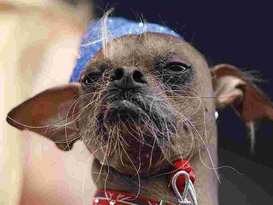 Mugly, a Chinese crested dog from the United Kingdom won the 2012 World's Ugliest Dog contest at the Sonoma-Marin Fair in Petaluma, Calif., on Friday.