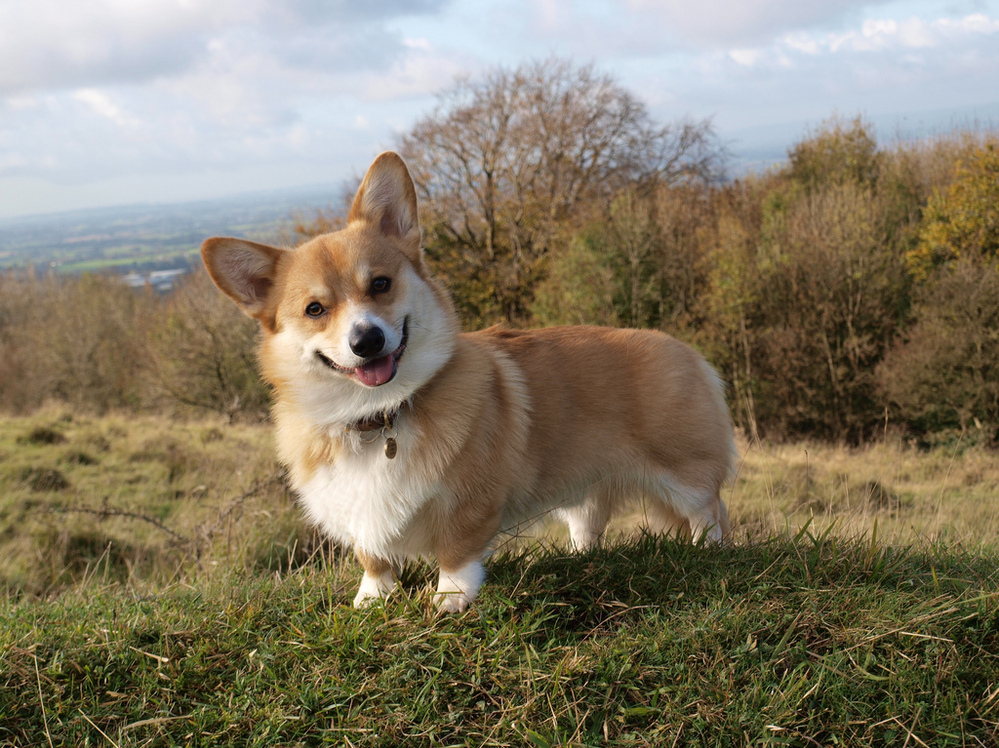 BuzzFeed editors also love corgis.
