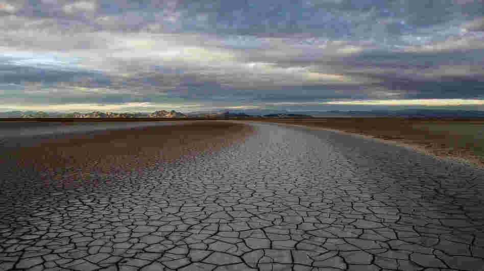 Fifty miles south of the U.S.- Mexico border, the Colorado River Delta and its once-rich estuary wetlands -- reduced by 95 percent since the river was restricted by dams -- are now as parched as the surrounding Sonoran Desert.