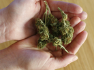 In Chicago, nearly nine out of 10 low-level marijuana busts result in a dismissal. In Chicago, nearly nine out of 10 low-level marijuana busts result in a dismissal.
