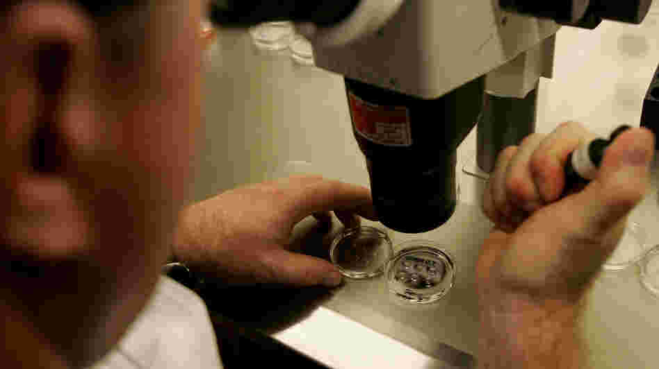 Human embryos under a microscope at an IVF clinic in La Jolla, Calif.