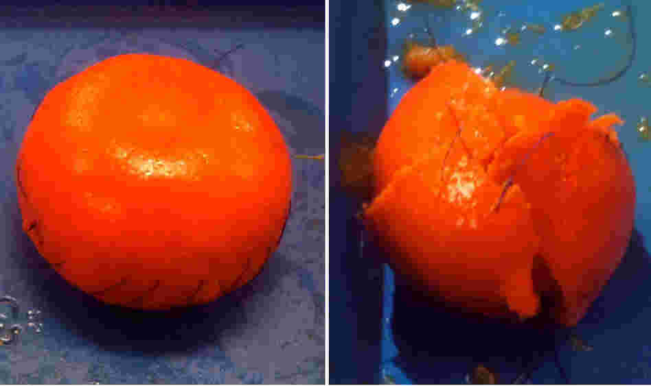 The clementine on the left was operated on by a skilled surgeon. A nonsurgeon operated on the other one.