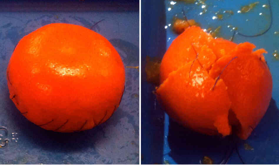 The clementine on the left was operated on by a skilled surgeon. A nonsurgeon operated on the other one.